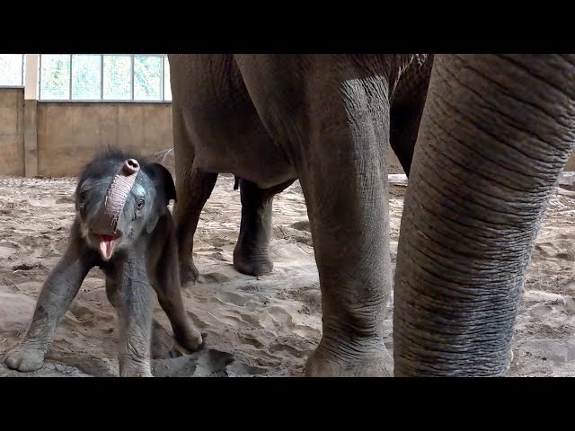 Three-Day Old Baby Elephant Learns To Use New Trunk