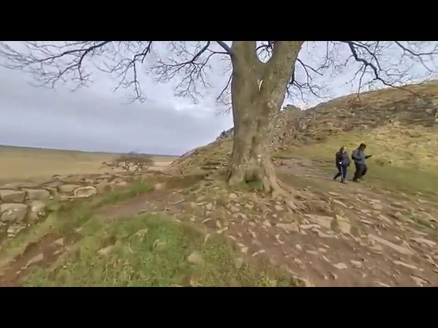 Sycamore Gap Hadrian's Wall. 3D 180 VR.