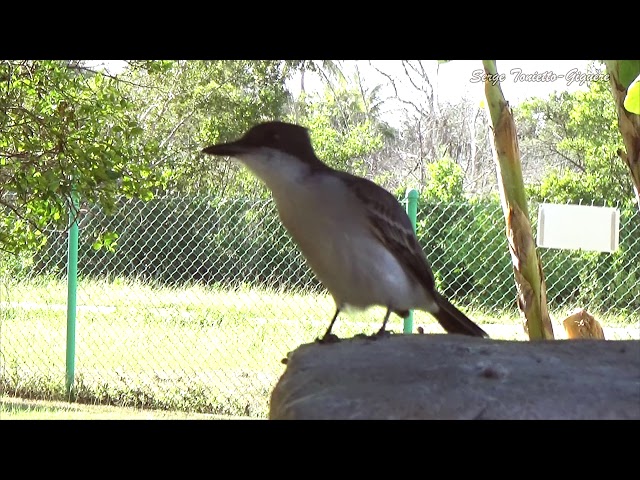 Tyran Tête-Police Endémique à Cuba/ Loggerhead Kingbird Endemic to Cuba / Aventure Nature