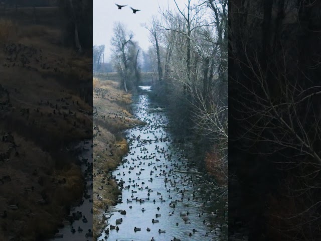 Insane number of ducks in a tiny water hole!  #birdhunting