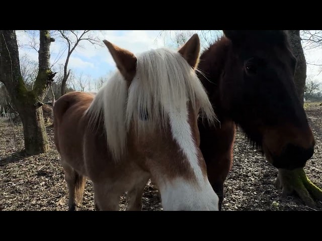 Tag für Tag#pferde #horse #cavalo #коні #saarland #deutschland