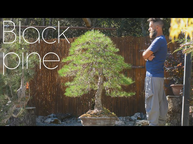 Massive Black Pine Styling - A 10 Year Old Story - Arkefthos Bonsai