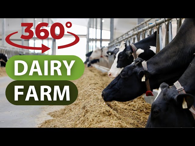 Dairy Farm 360