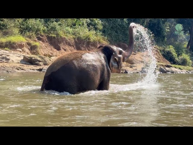 Grandma Elephant Siri’s Beautiful Transformation - ElephantNews