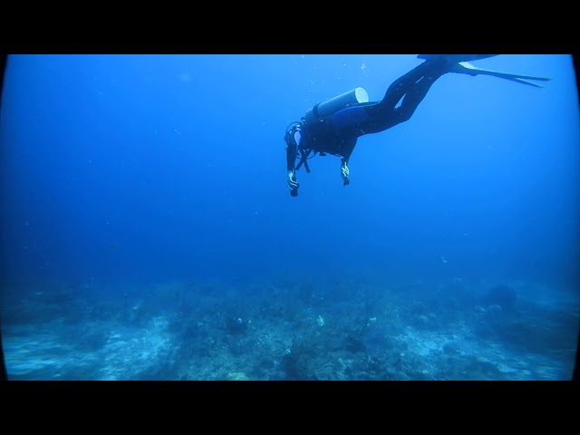 Belize - Shark 2