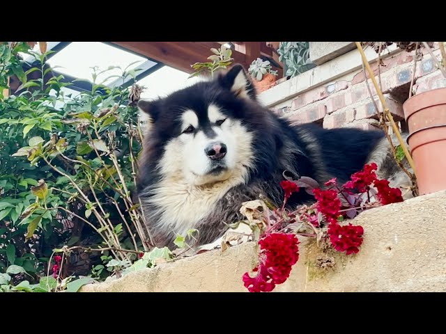 Naughty Dawang sleep on the flower pot crushed all his master’s flowers