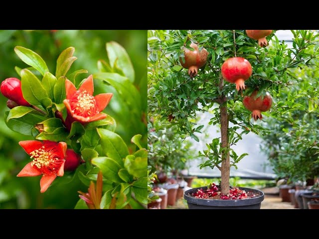 Anar Jaldi kaise ugaye Dali Se | How To Grow Pomegranate From branches