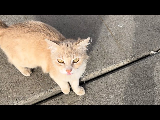 Cat lovers feed cats on the street, cute and beautiful cats