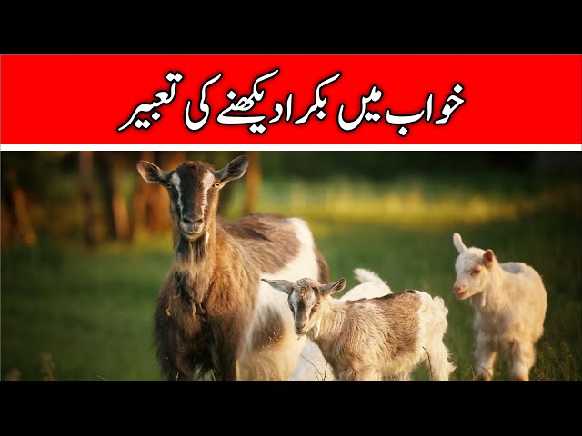 🐐Khwab mein Bakra dekhne ki tabeer | To See Goat in Dream | Khwabon Ki Tabeer Episode 129