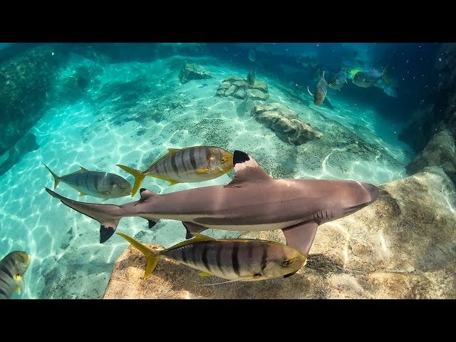 Shark Myths busted at Discovery Cove