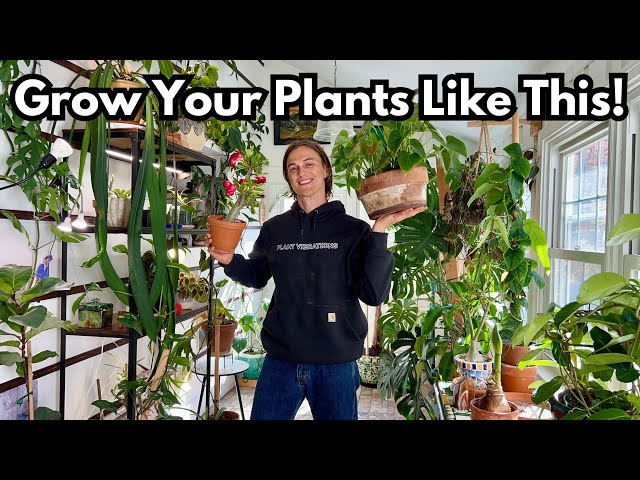 12 Reasons my Indoor Plants look GREAT - Crash Course for Happy Houseplants