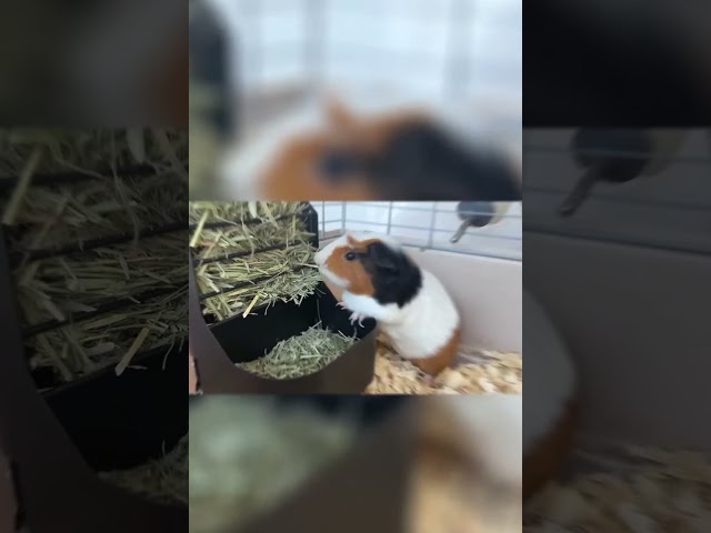 Trustic Hay and Food Feeder for Small Animals