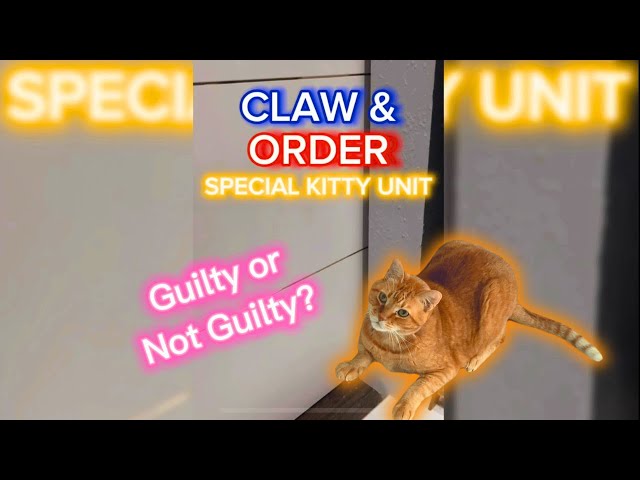 You Won't Believe The Crimes My Cat Committed In One Minute 👑⚖️