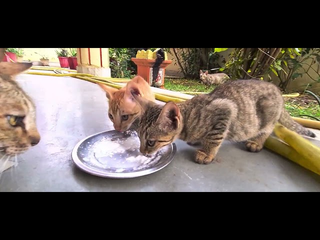 funny viral clips  best #funnycats  #trending # animals #catlovers #catvideos  #30