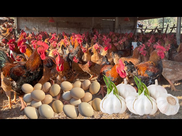 How to raise healthy chickens in winter - Secret to cure chicken asthma with garlic - Chicken farm.