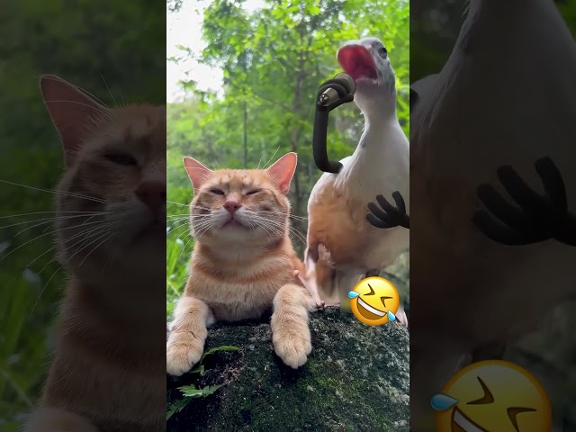 Cat vs duck #cutespets #funnypet #funny #funnyanimal #foryou #pets #funnycat #catcute