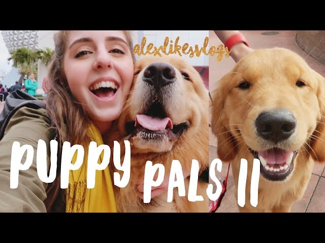 service dogs make the Disney dream work (ft. kinghenryofnashville) ALEXLIKESVLOGS