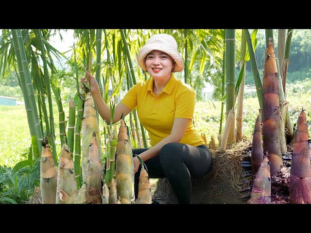 Harvesting Bamboo Shoots  Goes Market to Sell |  Harvesting Fruits and Vegetables