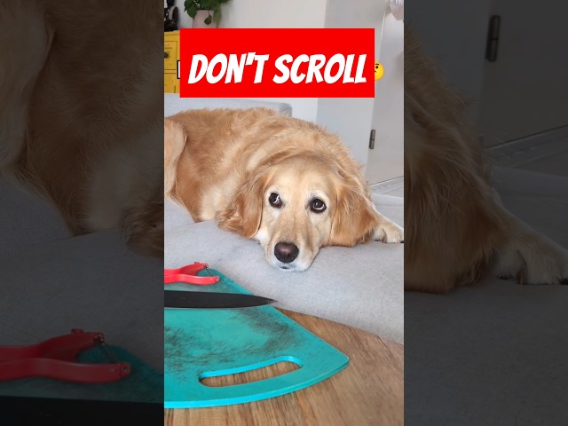 ‼️WILL YOU WATCH MY VIDEO‼️🥹 #dog #doglover #cutedog #goldenretriever #funnydog