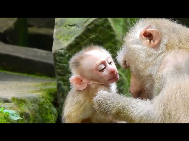 Monkey & primates, Mom Very Care Baby Make It Feels So Adorable Love Mommy Much, Animal Wild, Nature