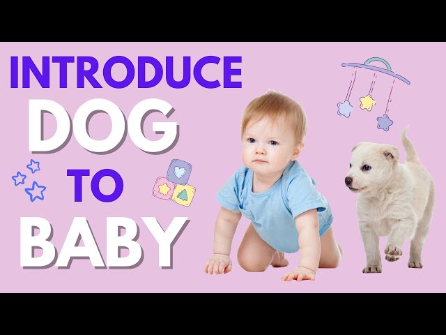 How to Introduce your Dog to a baby - Introduce your Dog to a Newborn.