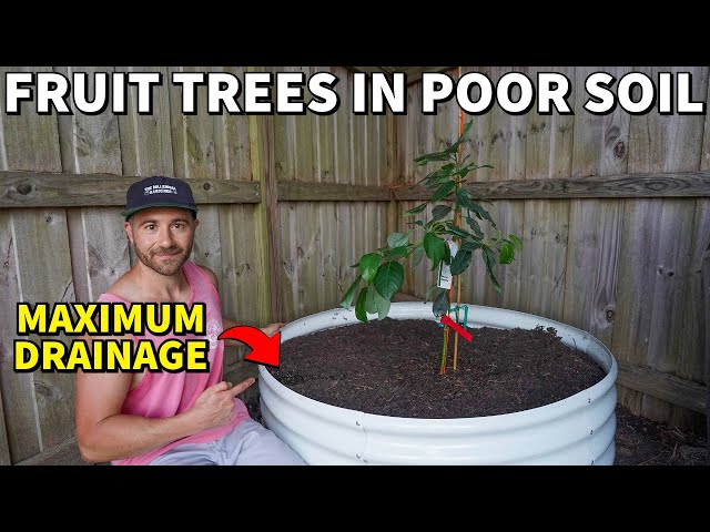 How To Plant FRUIT TREES In POOR DRAINING SOIL In A Raised Bed!