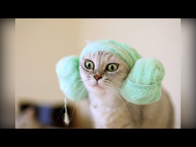 Hilarious Viral Cat Videos!