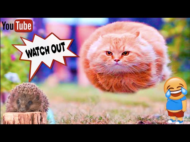 Baby Cats | Cute And Funny Cat Videos Compilation | Funny Baby And Pet