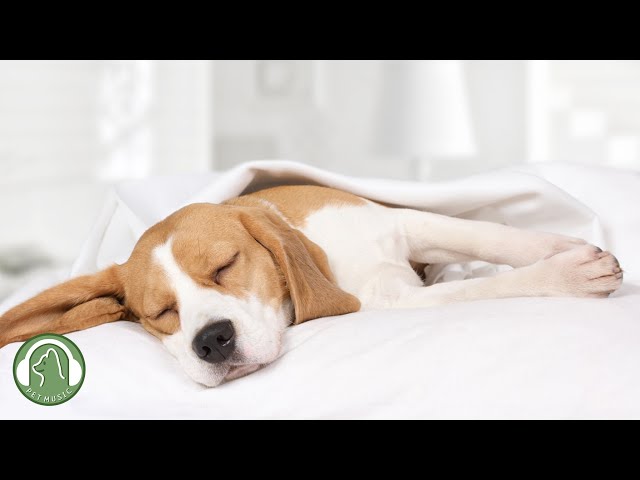 Relaxing music for dogs🐶Sleeping MusicStress Relief Music🎵Dog's Favorite Music.