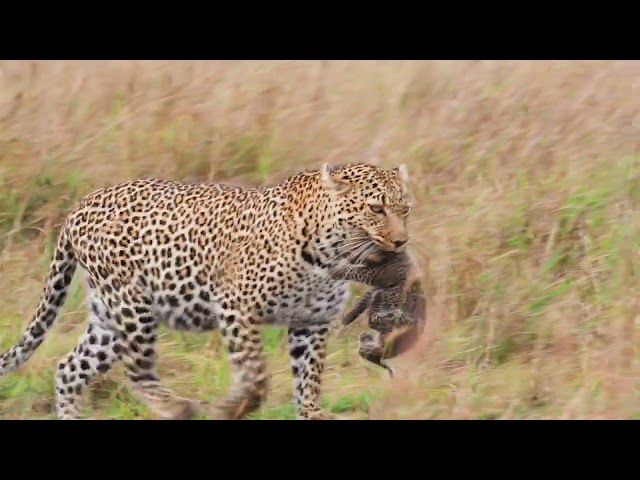 Luluka Leopard moves her tiny cub to another nest. Masai Mara November 2022. HDR 4K.