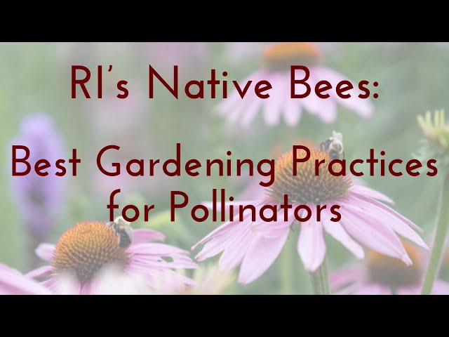 Rhode Island’s Native Bees: Best Gardening Practices for Pollinators