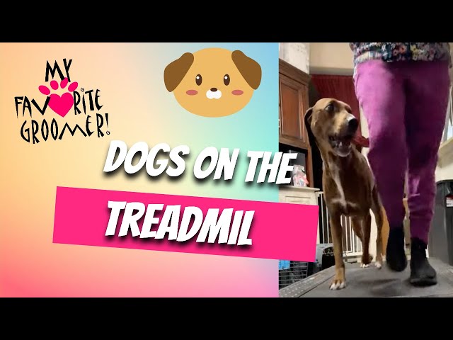 Treadmill exercise with rescue dogs // Watch to the End about Being Alone