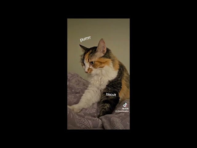 Funny cats Tiktok Compilation