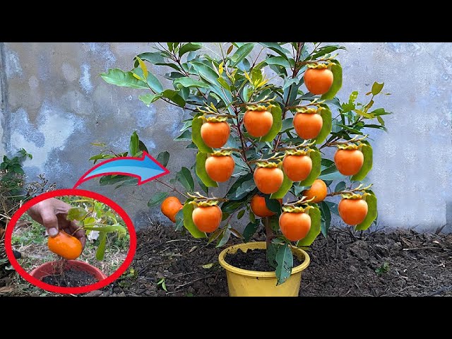 Technique Grafting Persimmon fruit with Aloe vera Successful | How to grow persimmon