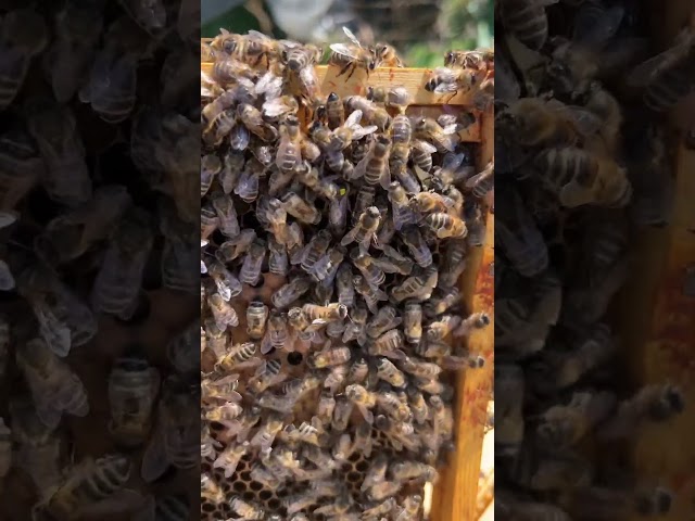 Queen bee - the sound of honeybees in the hive surrounding their queen. Bee buzz