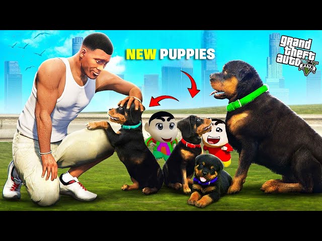 Franklin Buy New Puppies For Chop In GTA 5