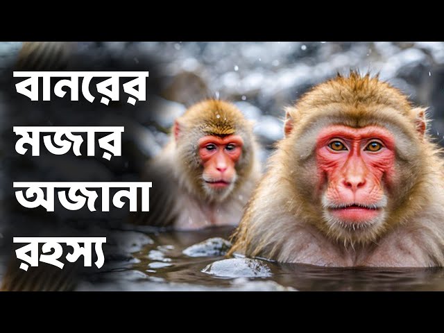 দুষ্টু বানরের মজার সব অজানা রহস্য । ছোটদের জন্য বানরের মজার সব কথা । Funny Monkey Life Secret