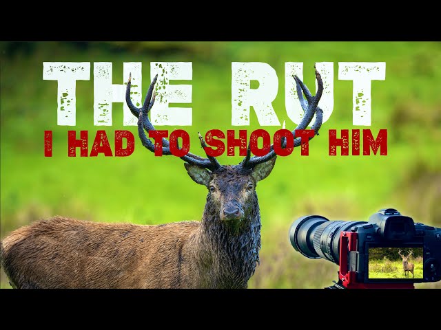 Photographing the Native Irish Red Deer Rut Killarney National Park    4K