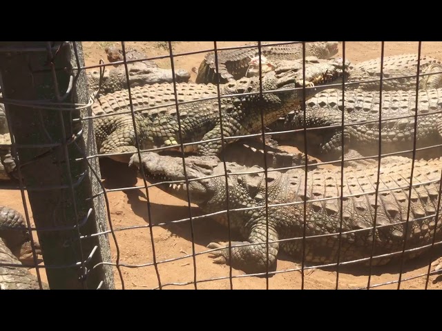 Crocodile eating Crocodile foot