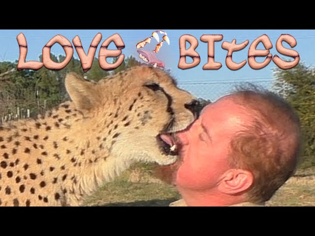 Cheetahs Hand Out Love Bites! Ears Nose Fingers & Eyebrows | Cubs Adults | Does Your Cat Do This?