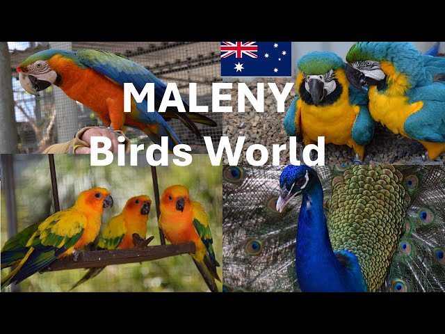 Experience the BEST of Maleny Botanical Gardens and Birds World!