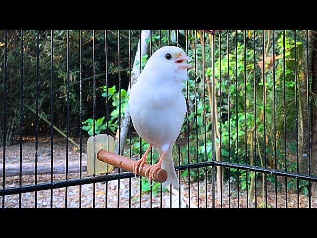 The Best Canary Singing I've Ever Had - His Singing Is Incredible!