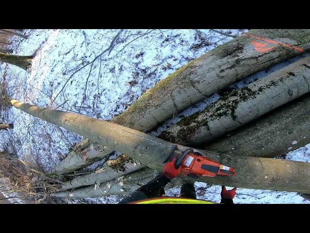 Laubholzernte Januar 07 2025 #wood #buche #timber #forst #forestry #chainsaw #husqvarna #wald