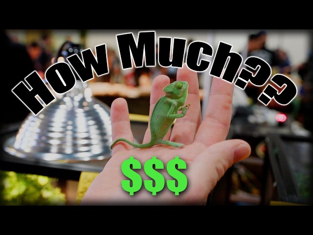 How much are people PAYING for animals at the Reptile Super Show??