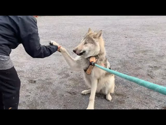 Reactions From People and Dogs While Walking Wolfdog Puppies In Crowded Park What You Can Expect