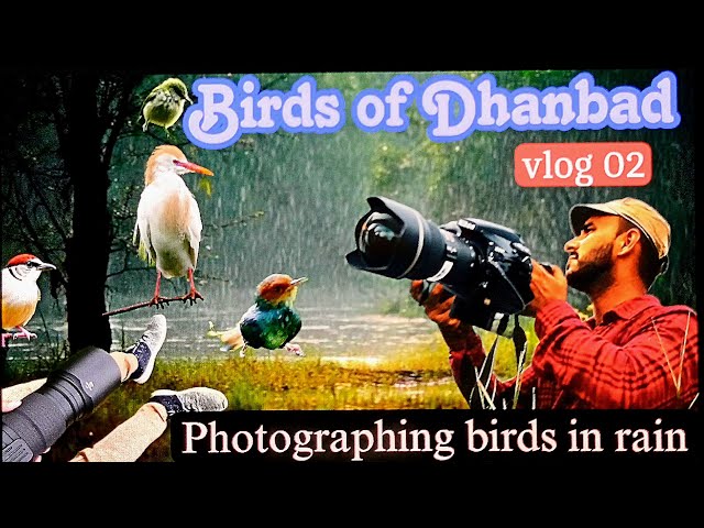 Birds of Dhanbad - vlog 02 Photographing birds in rain #birdphotography #photography