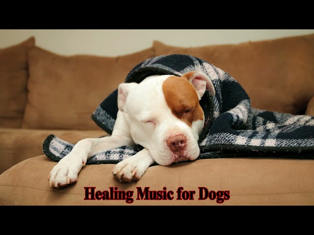 🎵Dog musicDogs sleep music 🐶 Healing piano music that dogs like, separation anxiety soothing💖