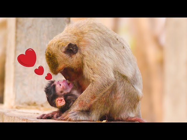 Adorable Mother Monkey Learns to Care for Her Newborn Baby