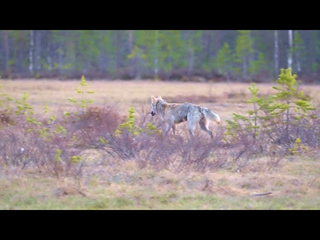 Big alfa male wolf marks its territory in the border zone in Kuhmo, Finland. 4K HDR