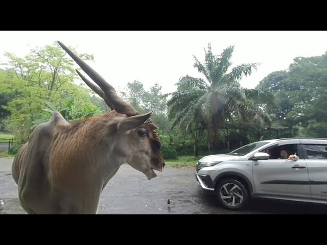 VR180 3D 5.7K 30FPS Jalan-jalan ke Taman Safari Bogor | Visit to Bogor Safari Garden